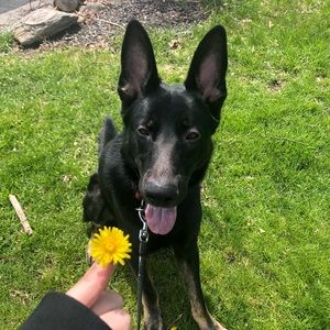 Meet your Posher, Bella